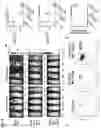 Fig. 08 - THERAPEUTIC COMPOUNDS AND METHODS