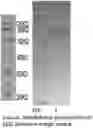 Fig. 01 - Multifunctional Fusion Protein and Applications Thereof