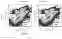 Fig. 03 - Multifunctional Fusion Protein and Applications Thereof