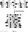 Fig. 12 - FACTOR VIII COMPOSITIONS AND METHODS OF MAKING AND USING SAME