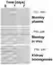 Fig. 26 - FACTOR VIII COMPOSITIONS AND METHODS OF MAKING AND USING SAME