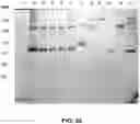 Fig. 28 - FACTOR VIII COMPOSITIONS AND METHODS OF MAKING AND USING SAME
