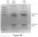 Fig. 09 - Antibodies to Andes hantavirus, and methods for using same