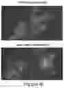 Fig. 14 - Antibodies to Andes hantavirus, and methods for using same