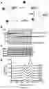 Fig. 05 - Method using split inteins to generate protein conjugates
