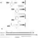 Fig. 10 - Method using split inteins to generate protein conjugates
