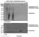 Fig. 18 - Method using split inteins to generate protein conjugates