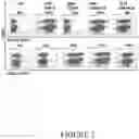 Fig. 03 - Compositions and methods for treating cancer with anti-CD19/CD22 immunotherapy