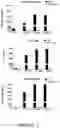 Fig. 06 - Compositions and methods for treating cancer with anti-CD19/CD22 immunotherapy