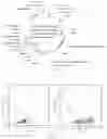 Fig. 02 - Chimeric antigen receptor cells targeting ROBO1, preparation method and use thereof