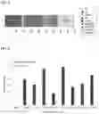 Fig. 05 - CONSTRUCTS TARGETING PSA PEPTIDE/MHC COMPLEXES AND USES THEREOF