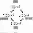 Fig. 05 - Sialylated Glycoproteins