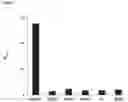Fig. 06 - EGFR-binding agents and uses thereof