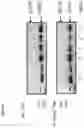 Fig. 07 - EGFR-binding agents and uses thereof