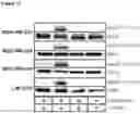 Fig. 14 - EGFR-binding agents and uses thereof