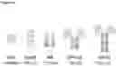 Fig. 16 - EGFR-binding agents and uses thereof
