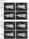 Fig. 31 - EGFR-binding agents and uses thereof