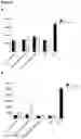 Fig. 09 - HUMANIZED ANTI-CD40 ANTIBODIES
