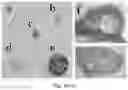 Fig. 05 - Reversible metallopolymer network