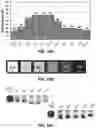 Fig. 23 - Method for purification of depolymerized polymers using supercritical fluid extraction