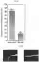 Fig. 26 - Temperature-responsive gel having LCST with no volume phase transition, and production method therefor