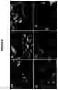 Fig. 05 - Graphene enhanced and engineered materials for membrane touch switch and other flexible electronic structures