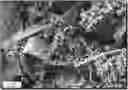 Fig. 01 - Capsule design for the capture of reagents