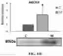 Fig. 18 - Devices and methods for isolating a migratory cell population