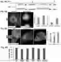 Fig. 05 - Methods of maintaining, expanding, and differentiating neuronal subtype specific progenitors