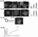 Fig. 06 - Methods of maintaining, expanding, and differentiating neuronal subtype specific progenitors