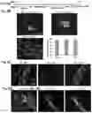 Fig. 07 - Methods of maintaining, expanding, and differentiating neuronal subtype specific progenitors