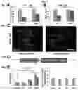 Fig. 08 - Methods of maintaining, expanding, and differentiating neuronal subtype specific progenitors