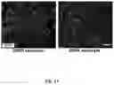 Fig. 12 - Methods of maintaining, expanding, and differentiating neuronal subtype specific progenitors