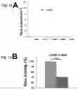 Fig. 13 - Methods of maintaining, expanding, and differentiating neuronal subtype specific progenitors