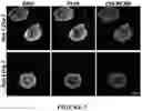 Fig. 04 - METHODS FOR DIFFERENTIATING PLURIPOTENT STEM CELLS IN DYNAMIC SUSPENSION CULTURE