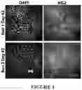 Fig. 05 - METHODS FOR DIFFERENTIATING PLURIPOTENT STEM CELLS IN DYNAMIC SUSPENSION CULTURE