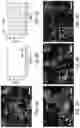 Fig. 18 - Generation of human spinal cord neural stem cells