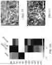 Fig. 24 - Generation of human spinal cord neural stem cells