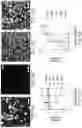 Fig. 26 - Generation of human spinal cord neural stem cells