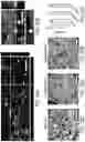 Fig. 40 - Generation of human spinal cord neural stem cells