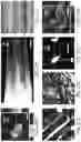 Fig. 42 - Generation of human spinal cord neural stem cells
