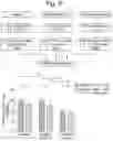 Fig. 14 - Composition comprising B regulatory cells