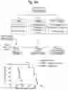Fig. 24 - Composition comprising B regulatory cells