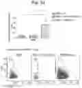 Fig. 27 - Composition comprising B regulatory cells