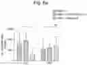 Fig. 29 - Composition comprising B regulatory cells