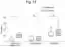 Fig. 37 - Composition comprising B regulatory cells