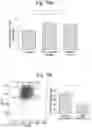 Fig. 41 - Composition comprising B regulatory cells