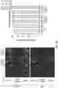 Fig. 37 - METHODS FOR ISOLATING, EXPANDING AND ADMINISTERING CANCER SPECIFIC CD8+ T CELLS