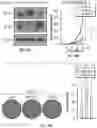 Fig. 43 - METHODS FOR ISOLATING, EXPANDING AND ADMINISTERING CANCER SPECIFIC CD8+ T CELLS