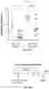 Fig. 53 - METHODS FOR ISOLATING, EXPANDING AND ADMINISTERING CANCER SPECIFIC CD8+ T CELLS